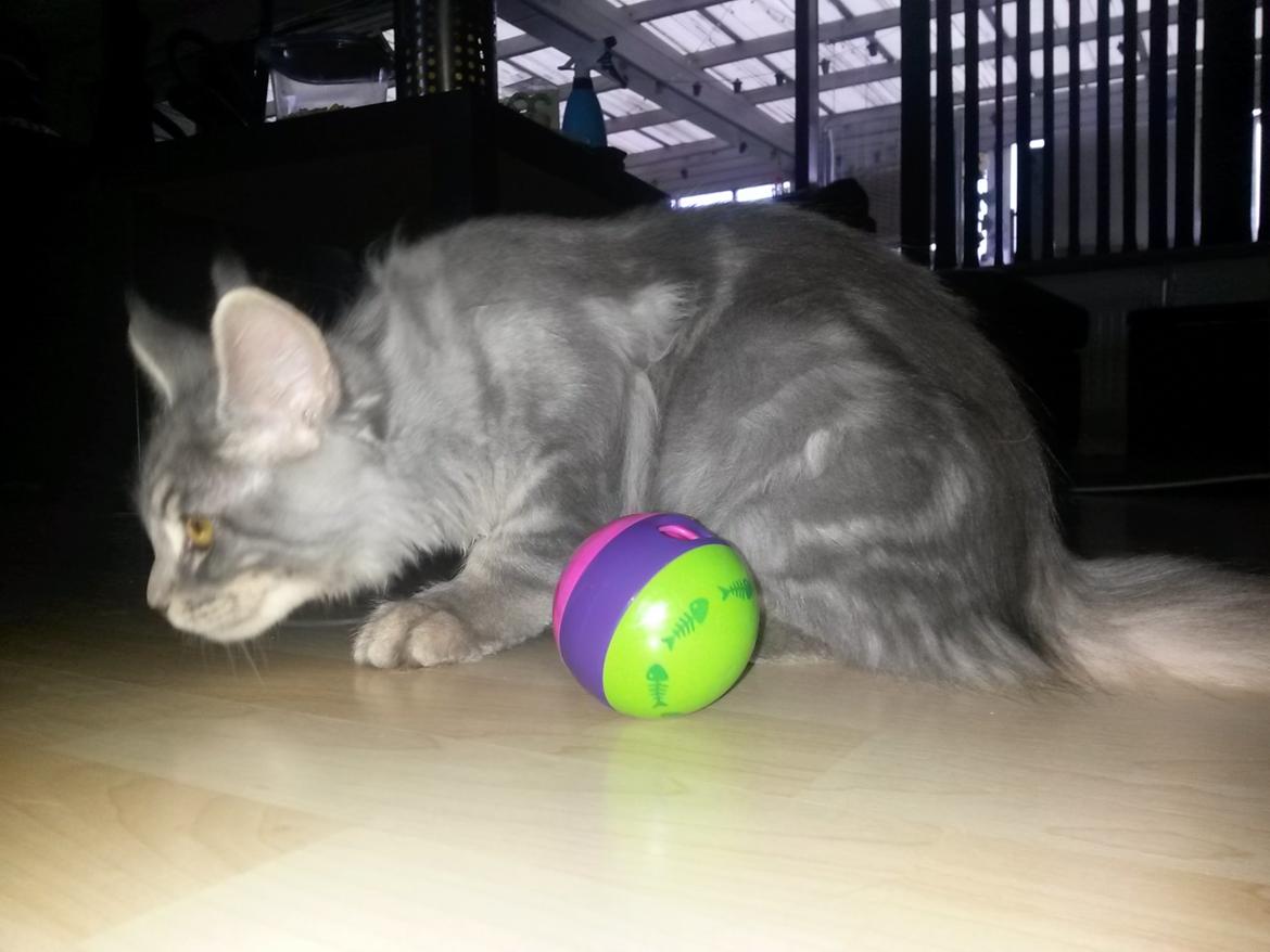 Maine Coon Bounty (DK Nanice Charlie) billede 15