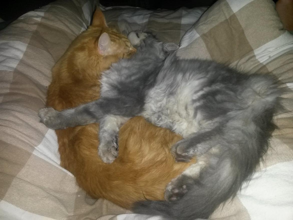 Maine Coon Bounty (DK Nanice Charlie) billede 16