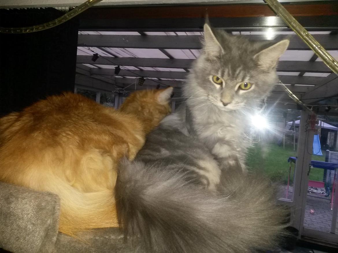 Maine Coon Bounty (DK Nanice Charlie) billede 17