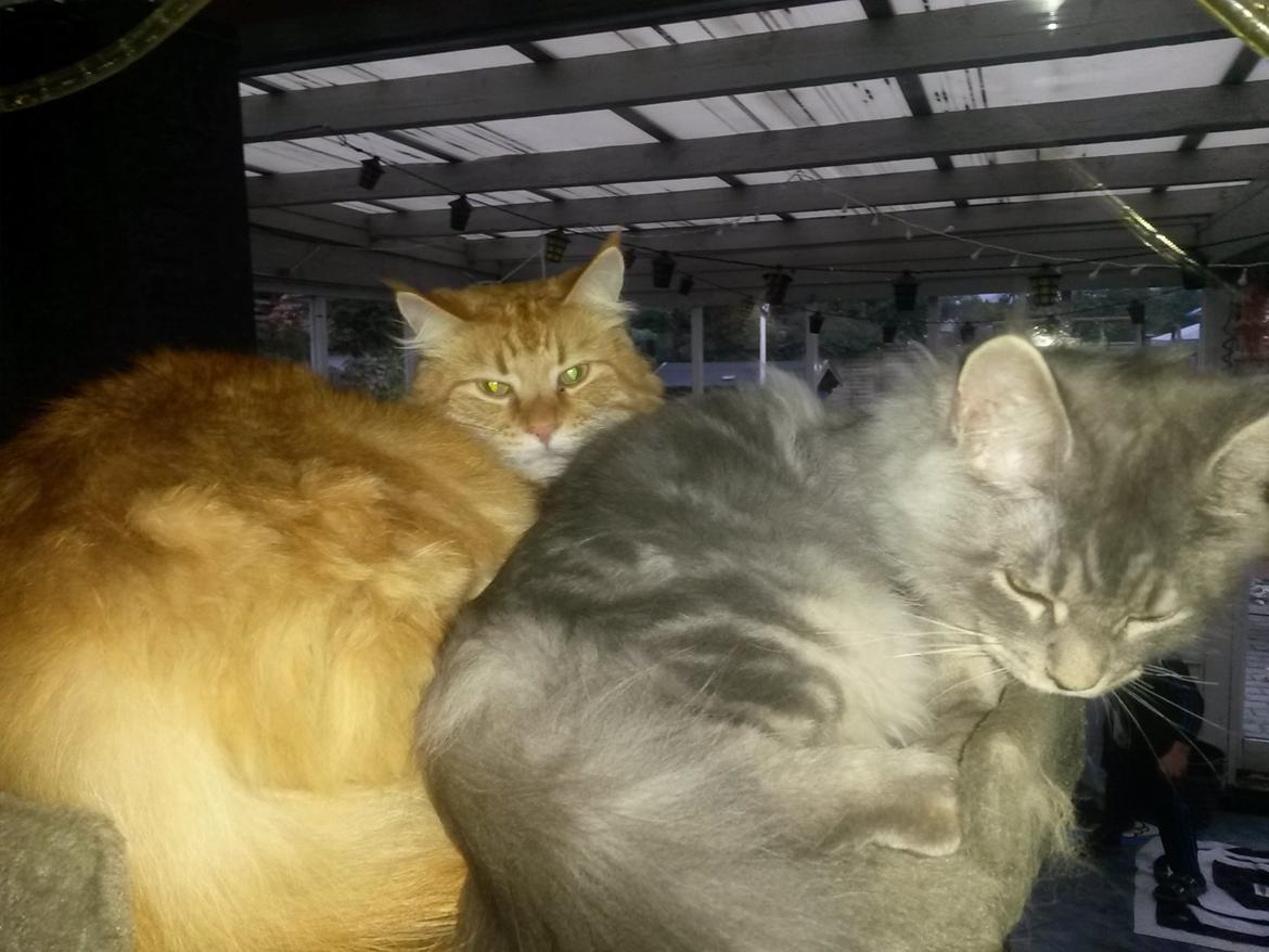 Maine Coon Bounty (DK Nanice Charlie) billede 18