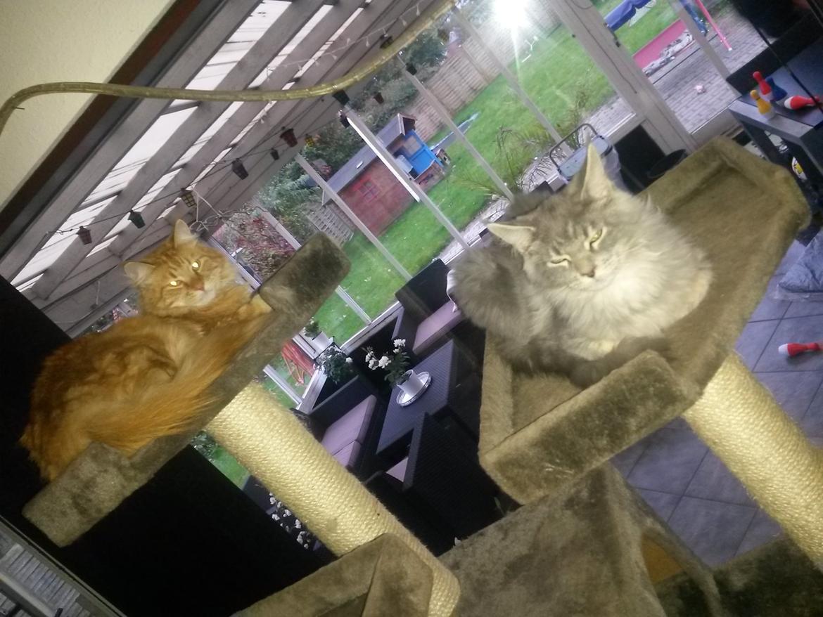 Maine Coon Bounty (DK Nanice Charlie) billede 19