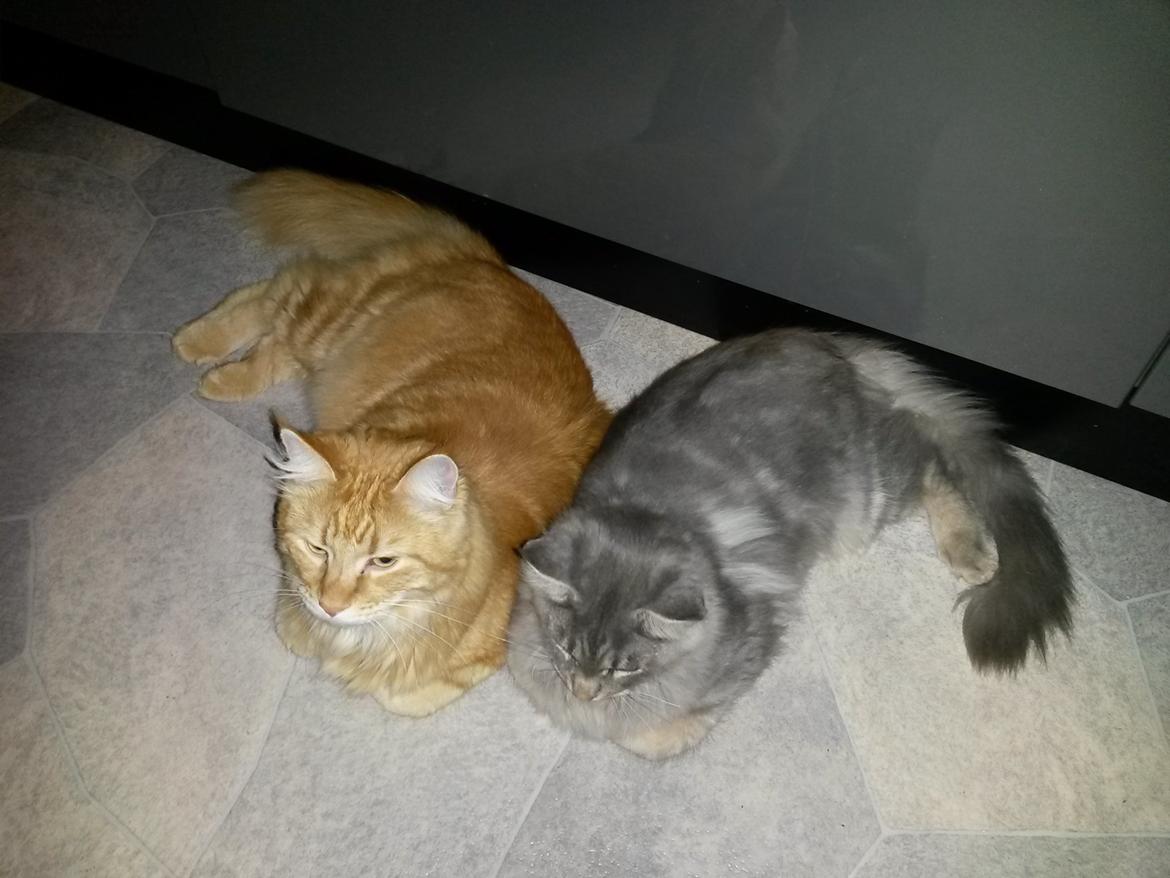 Maine Coon Bounty (DK Nanice Charlie) billede 20