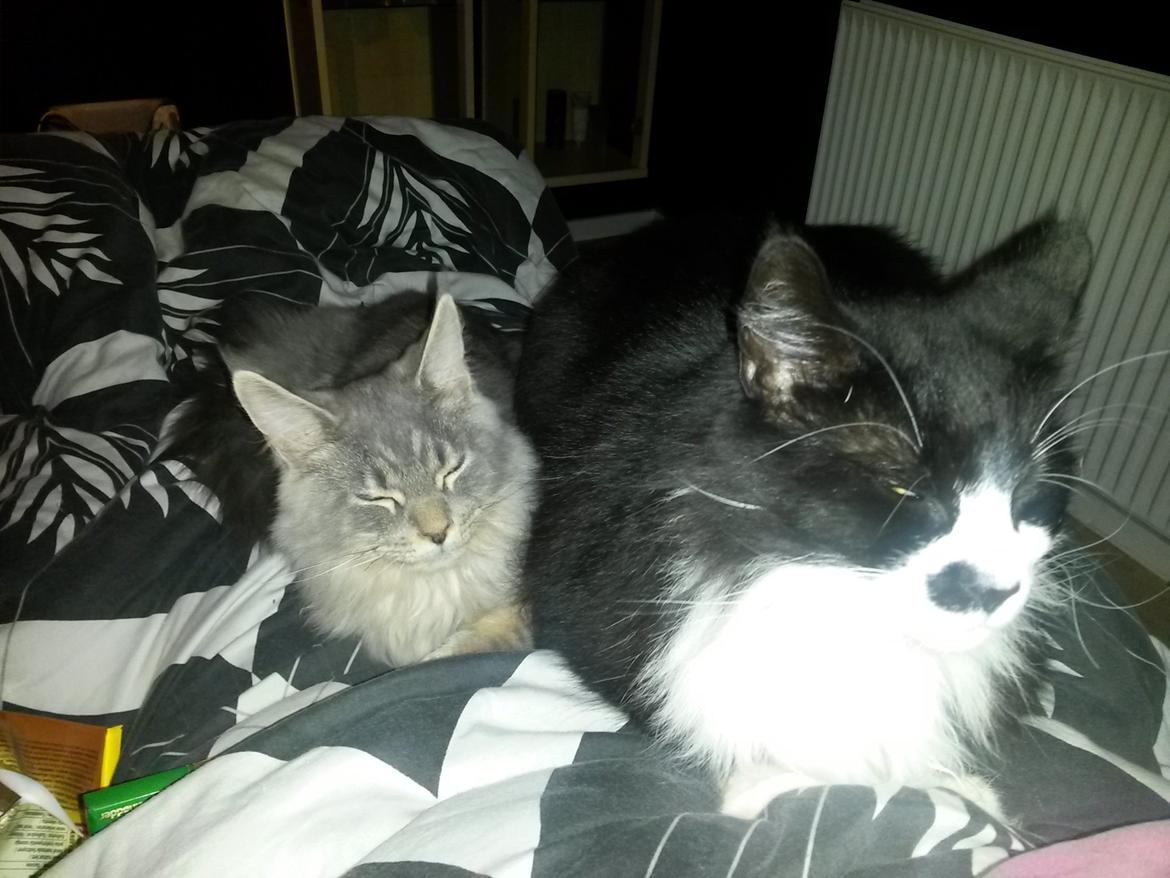 Maine Coon Bounty (DK Nanice Charlie) billede 21