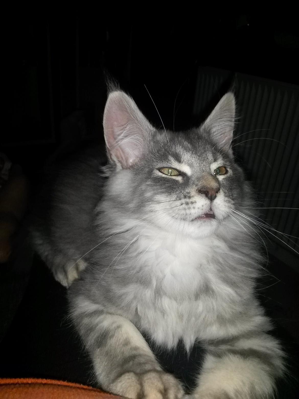 Maine Coon Bounty (DK Nanice Charlie) billede 7