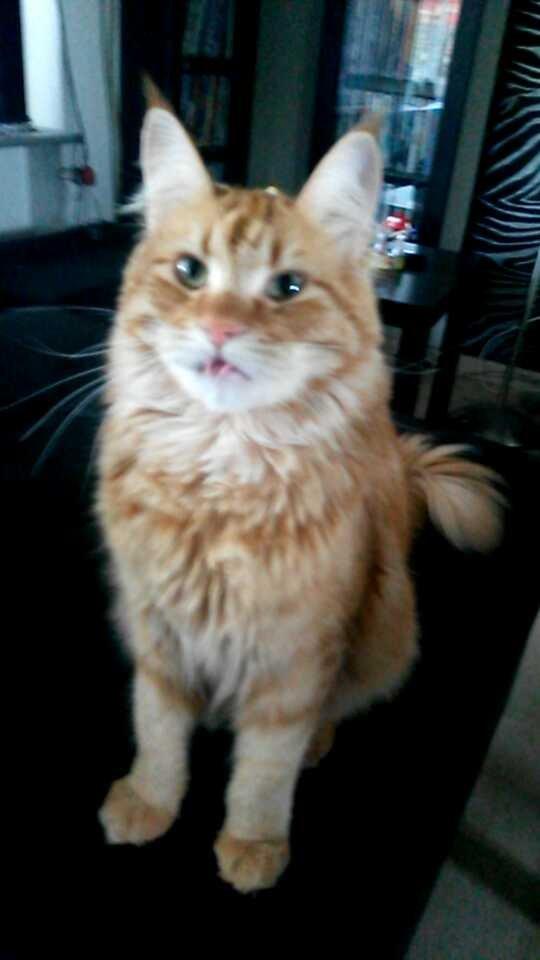 Blanding af racer Bailey billede 35