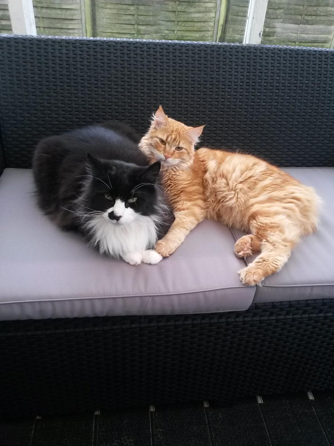 Blanding af racer Bailey billede 38