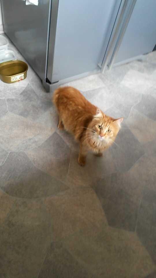 Blanding af racer Bailey billede 39