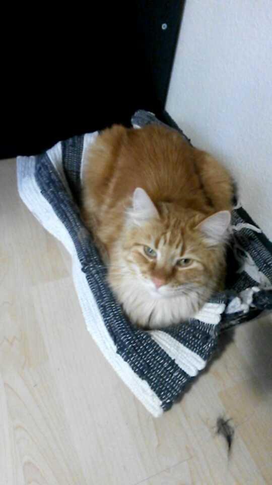 Blanding af racer Bailey billede 40