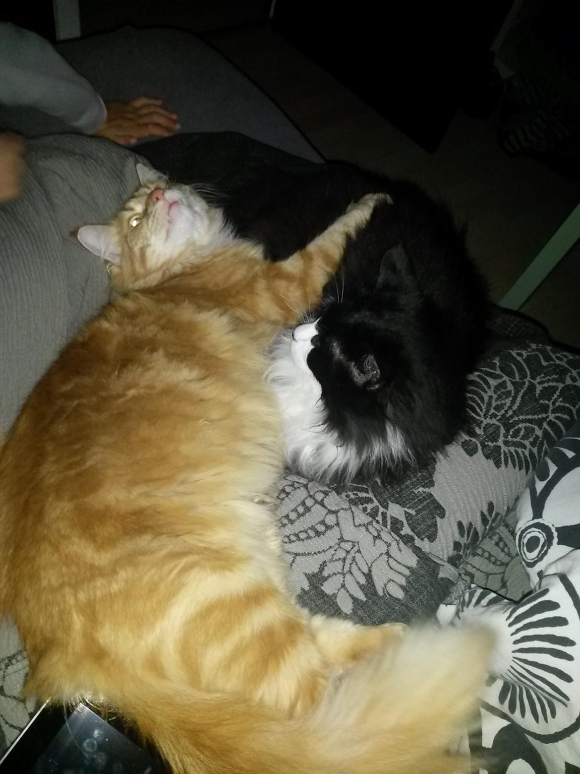 Blanding af racer Bailey billede 41