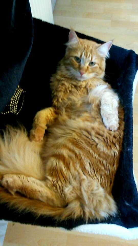 Blanding af racer Bailey billede 36