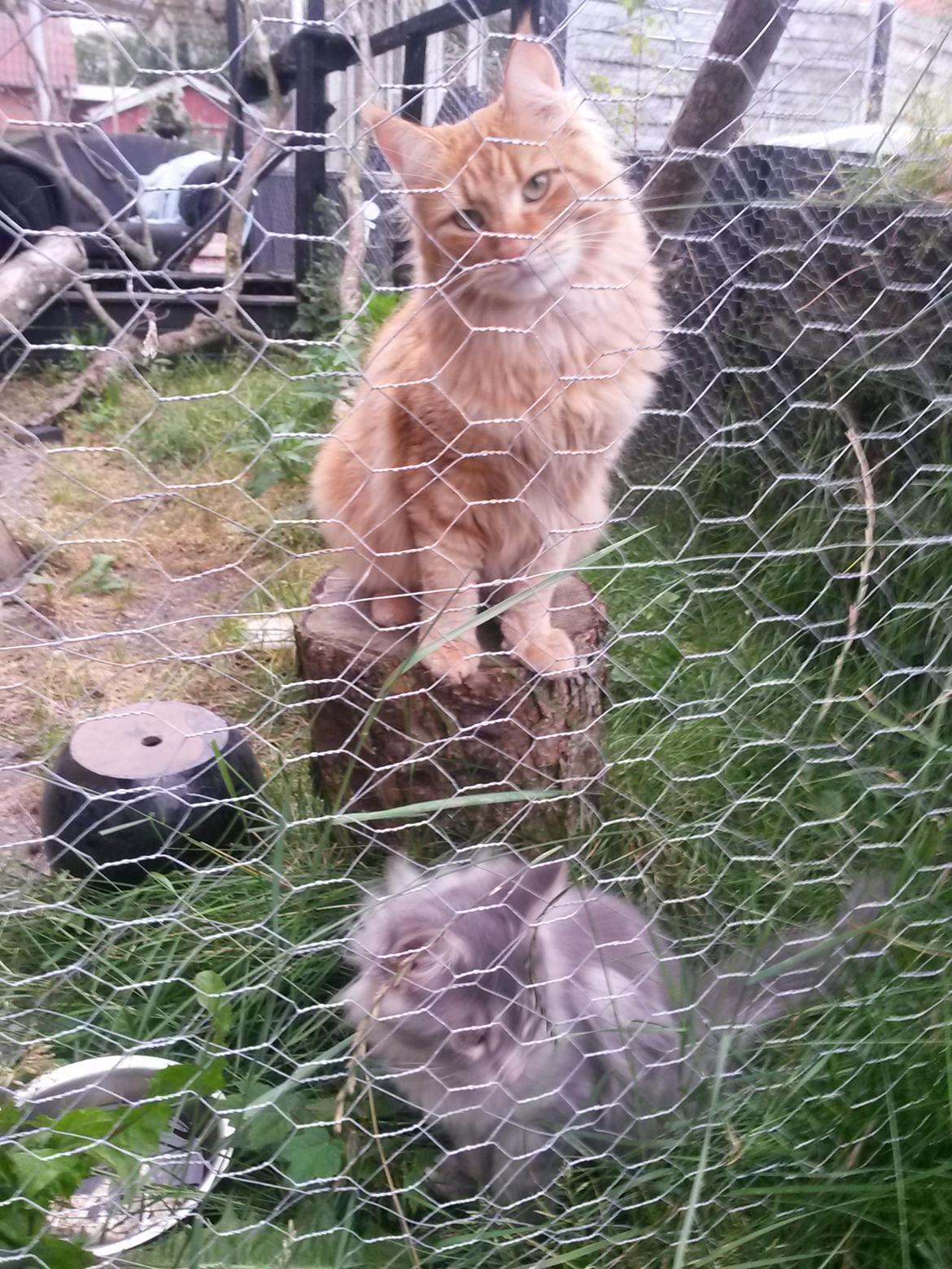 Blanding af racer Bailey billede 43