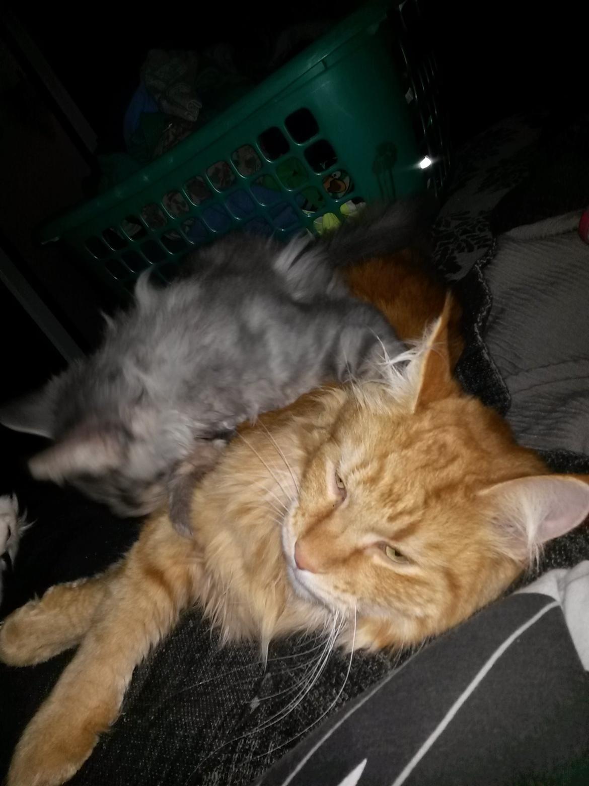 Blanding af racer Bailey billede 44