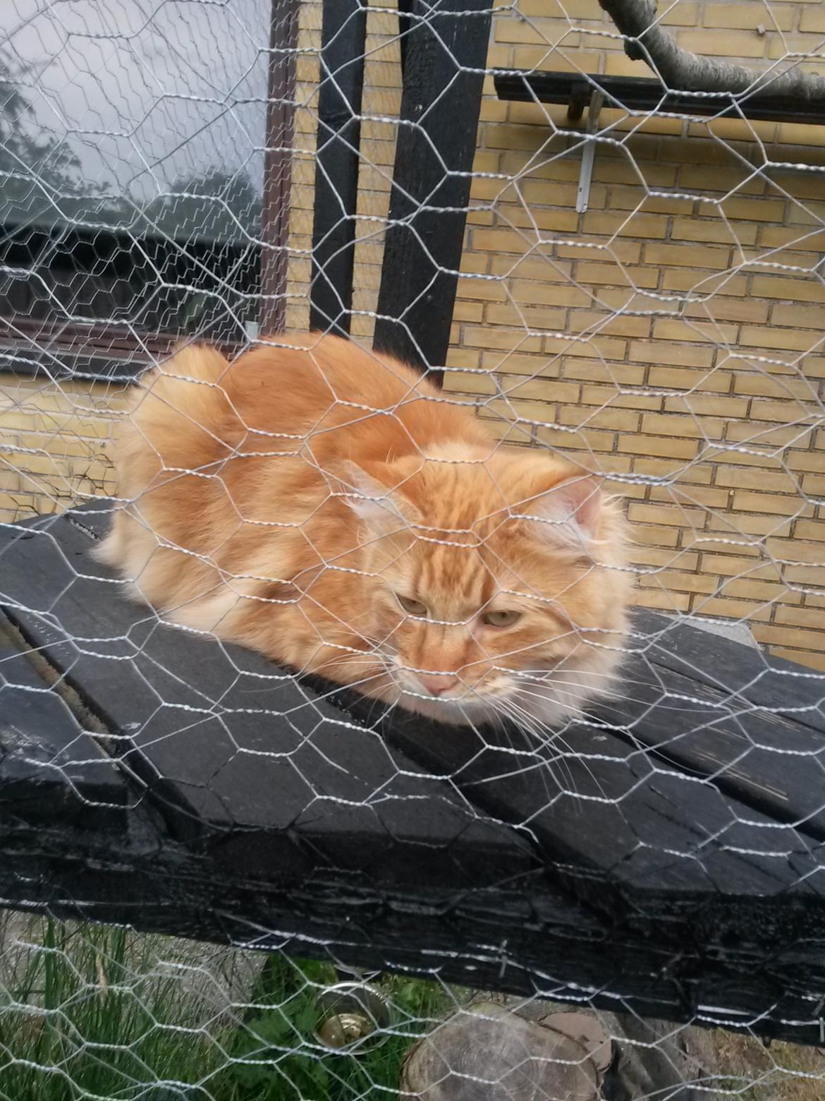 Blanding af racer Bailey billede 42