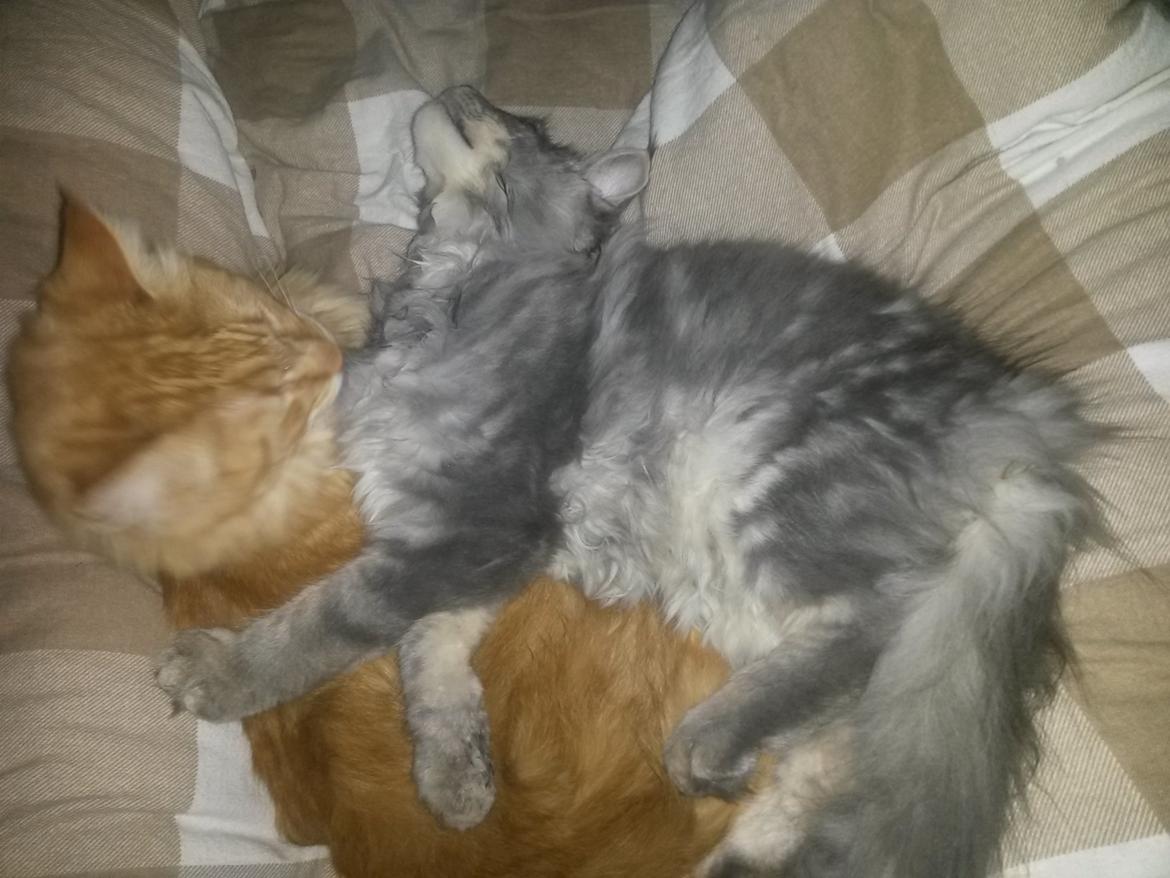 Blanding af racer Bailey billede 46