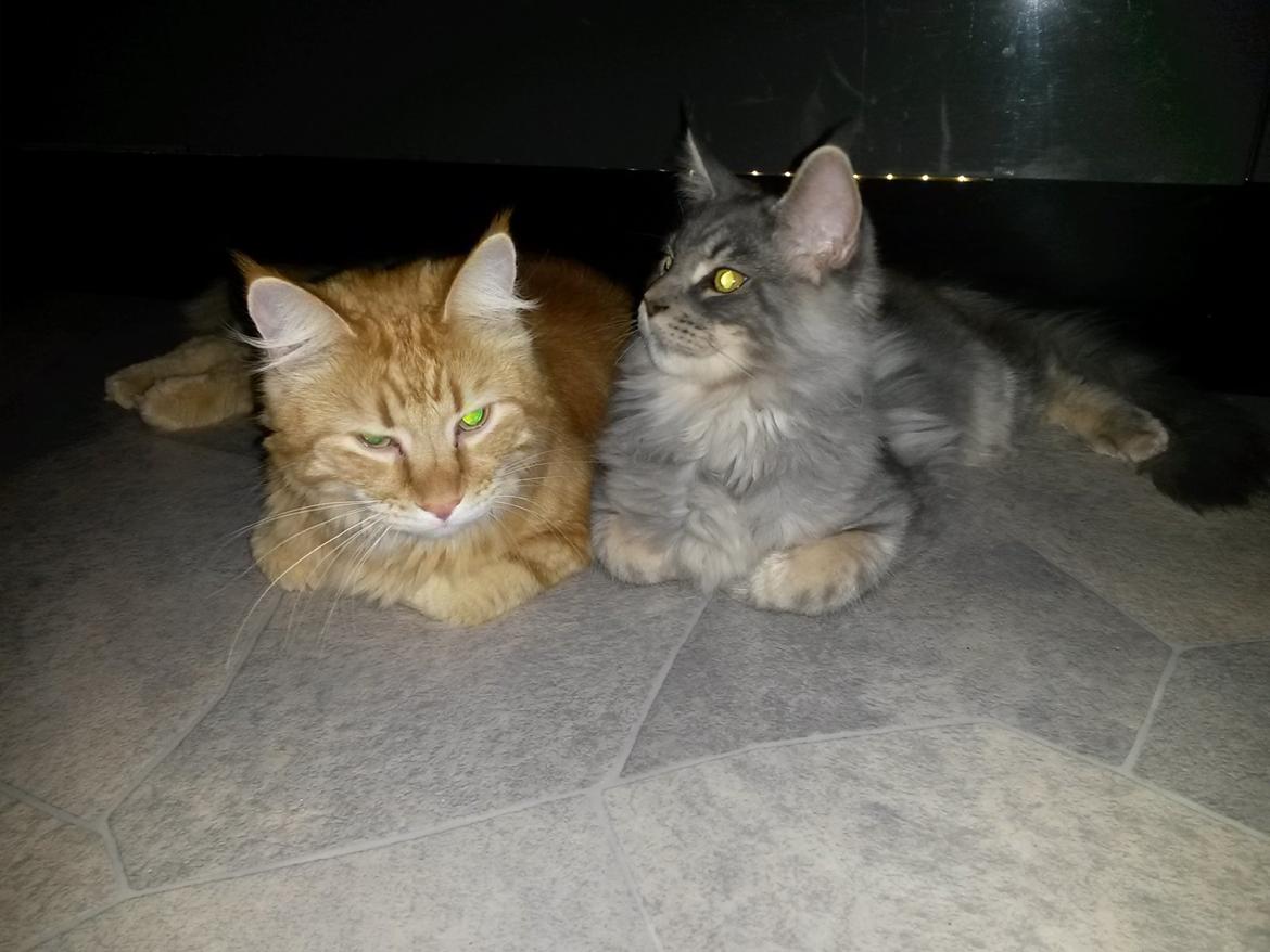 Blanding af racer Bailey billede 48