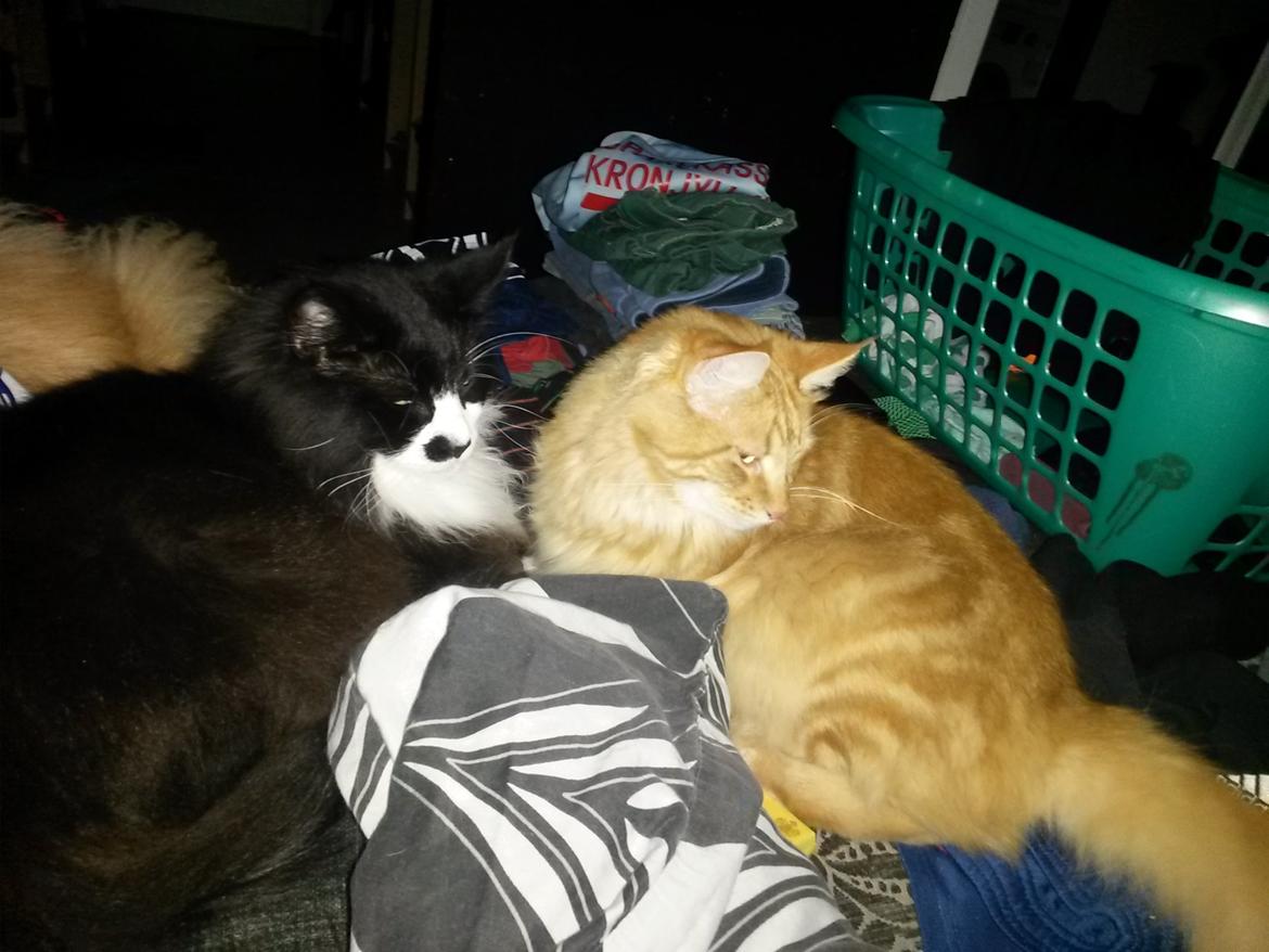 Blanding af racer Bailey billede 45