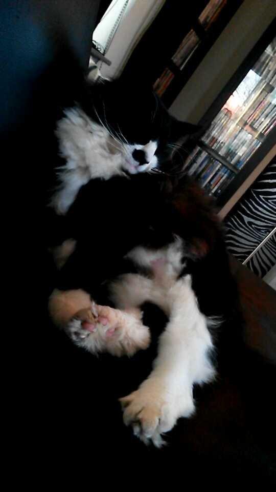 Maine Coon Boogie billede 22