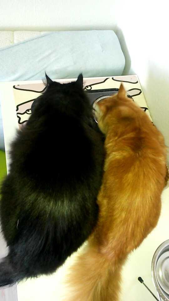 Maine Coon Boogie billede 23