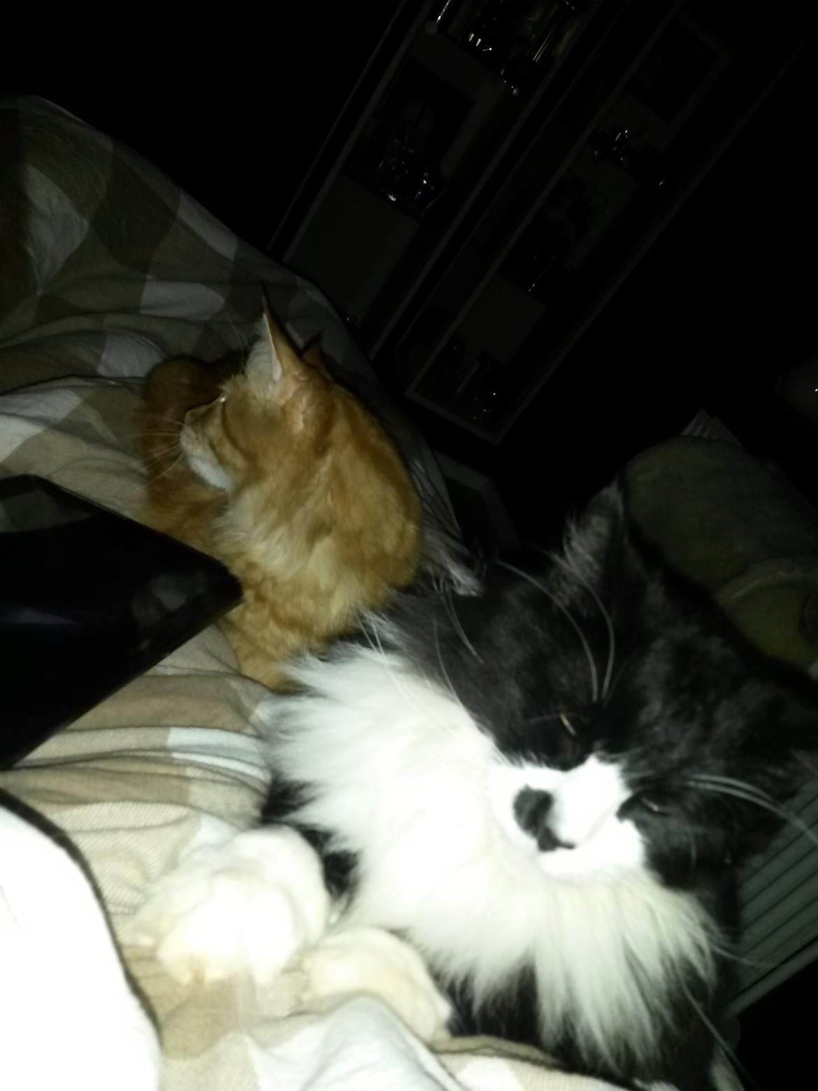 Maine Coon Boogie billede 24