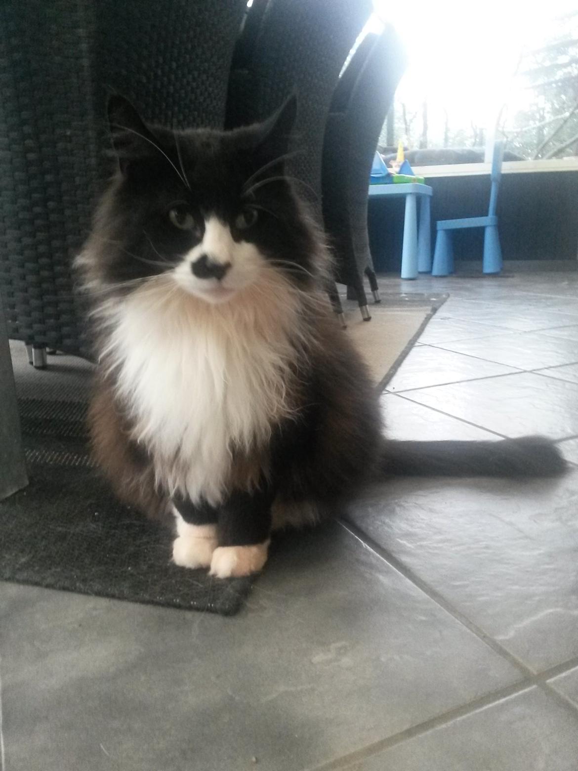 Maine Coon Boogie billede 26