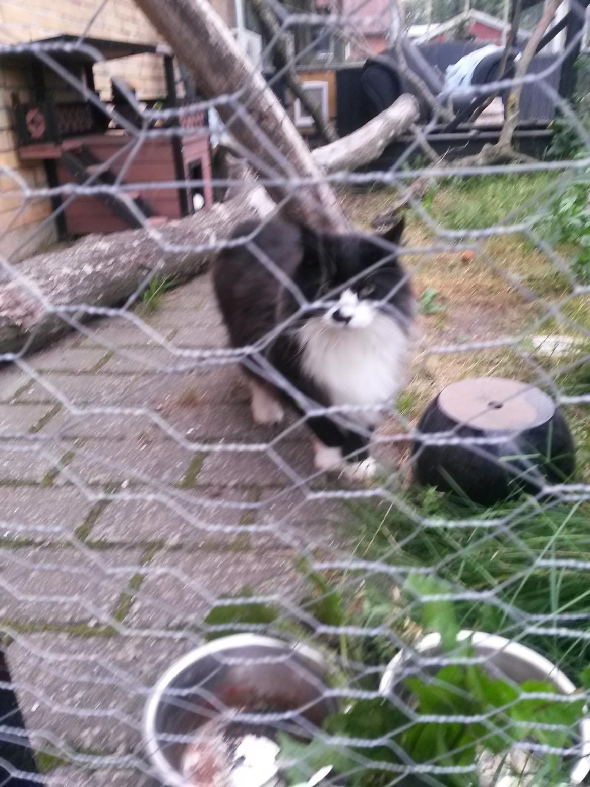 Maine Coon Boogie billede 27