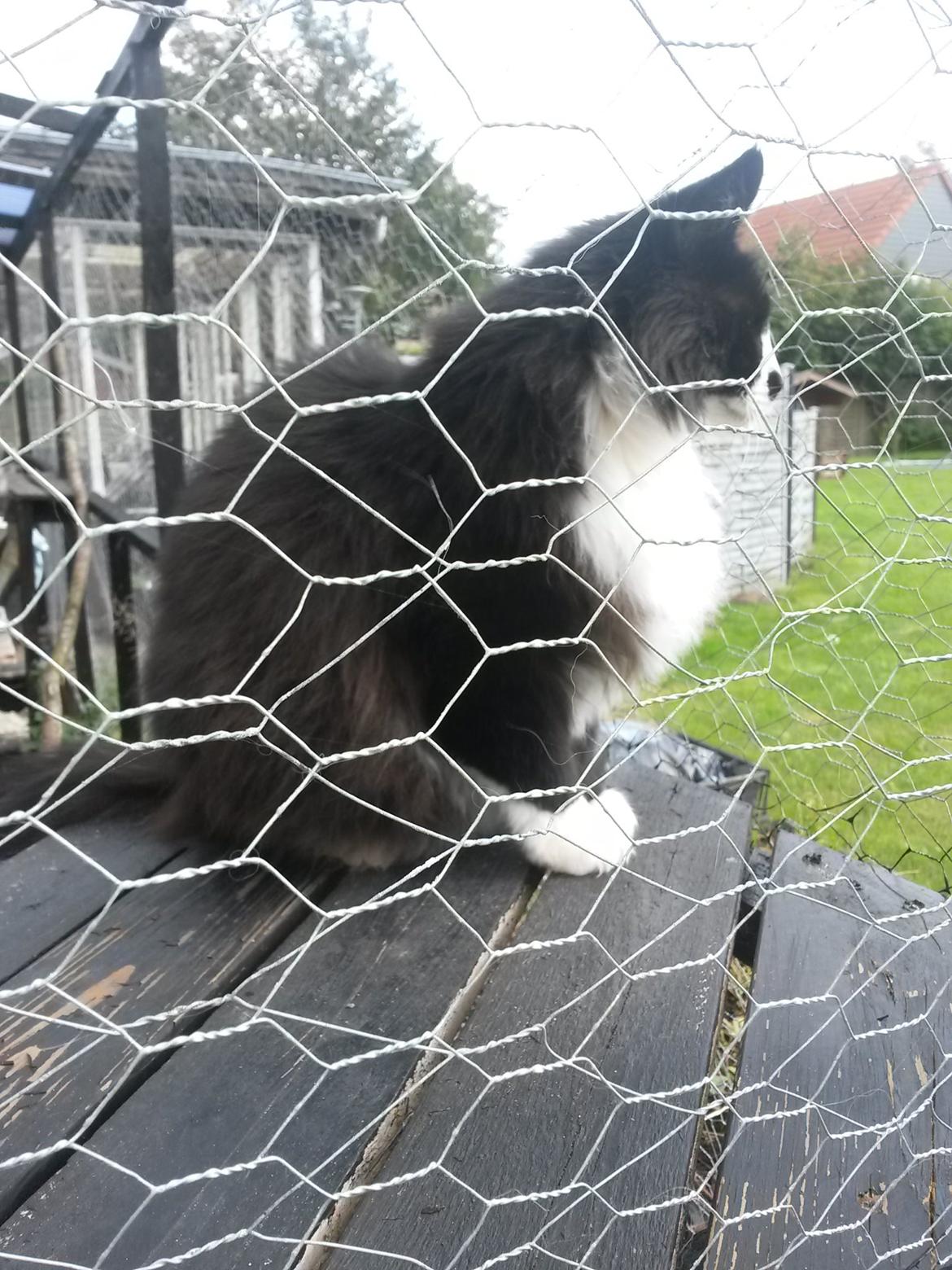 Maine Coon Boogie billede 28