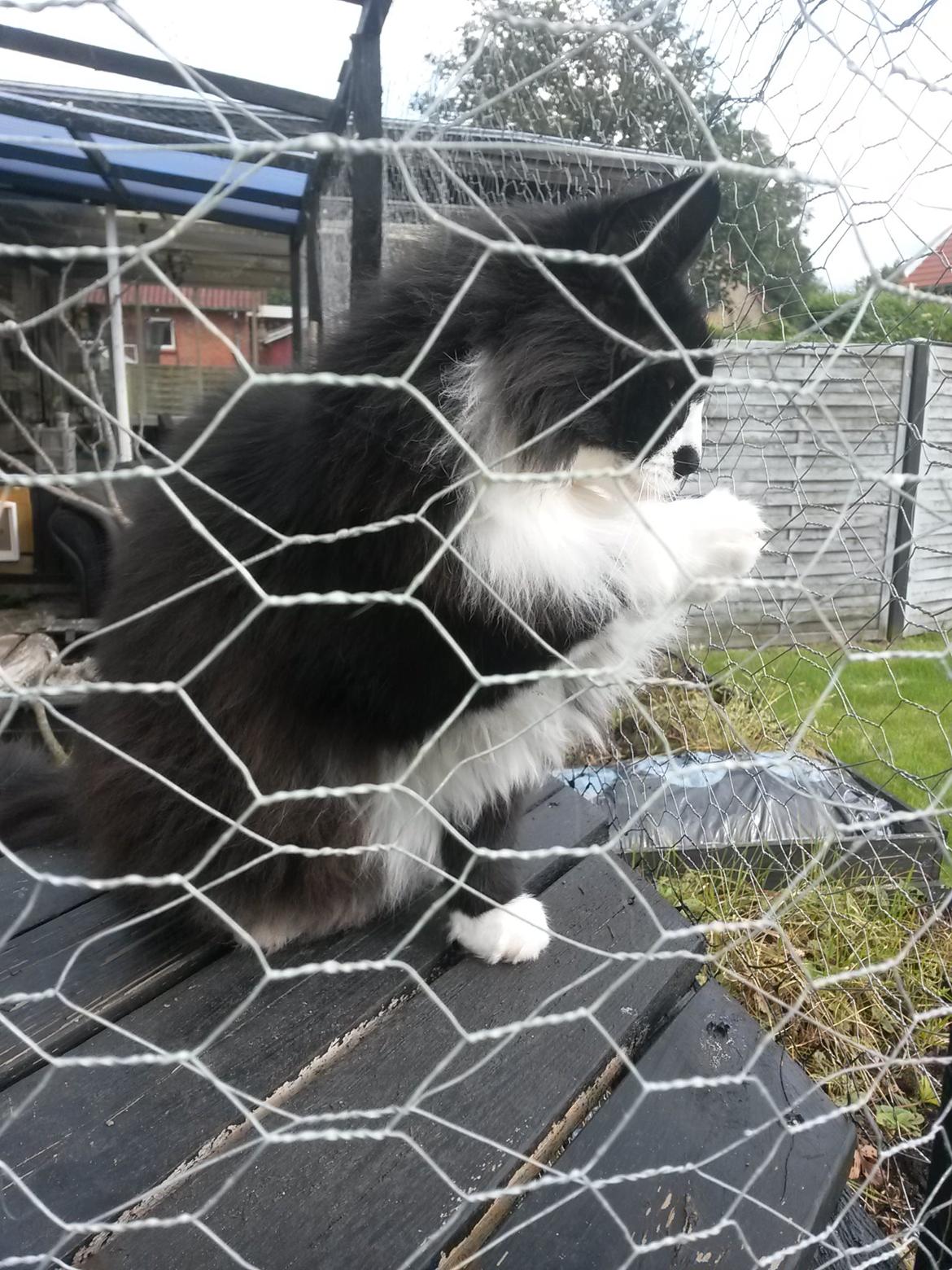 Maine Coon Boogie billede 29