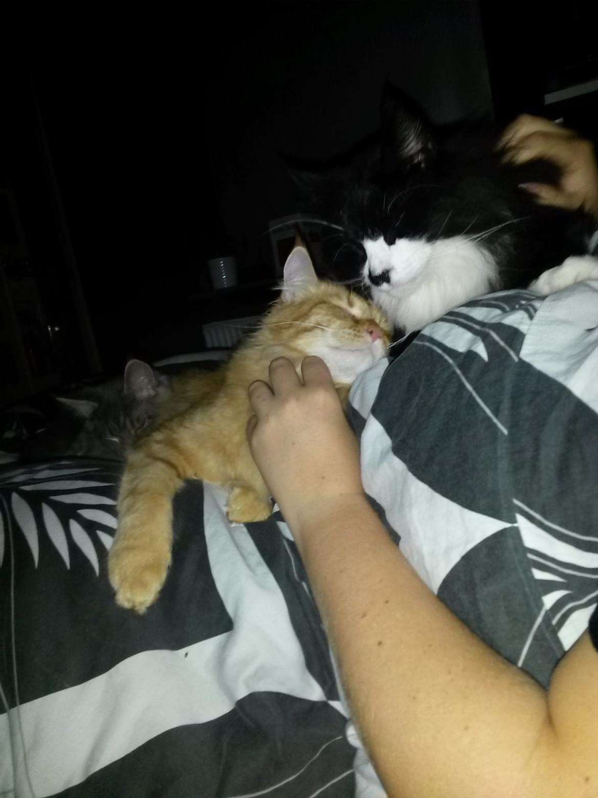 Maine Coon Boogie billede 30