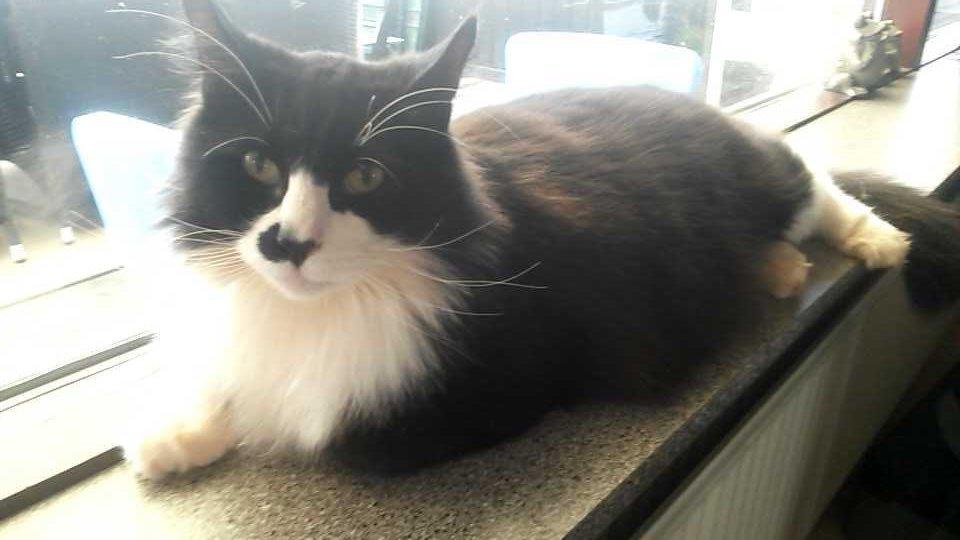 Maine Coon Boogie billede 20