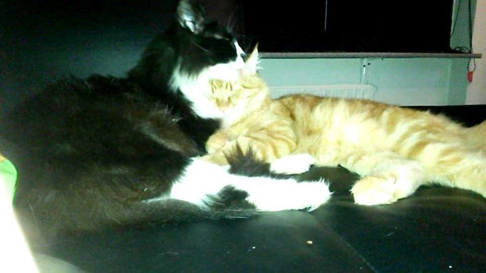 Maine Coon Boogie billede 21