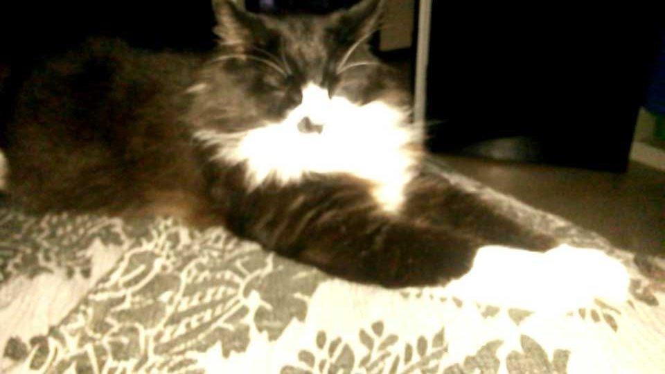 Maine Coon Boogie billede 25