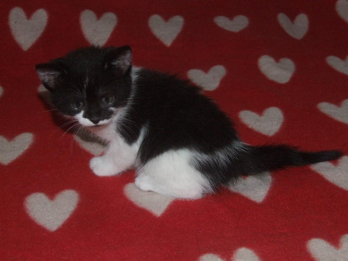 Huskat Kraka billede 1