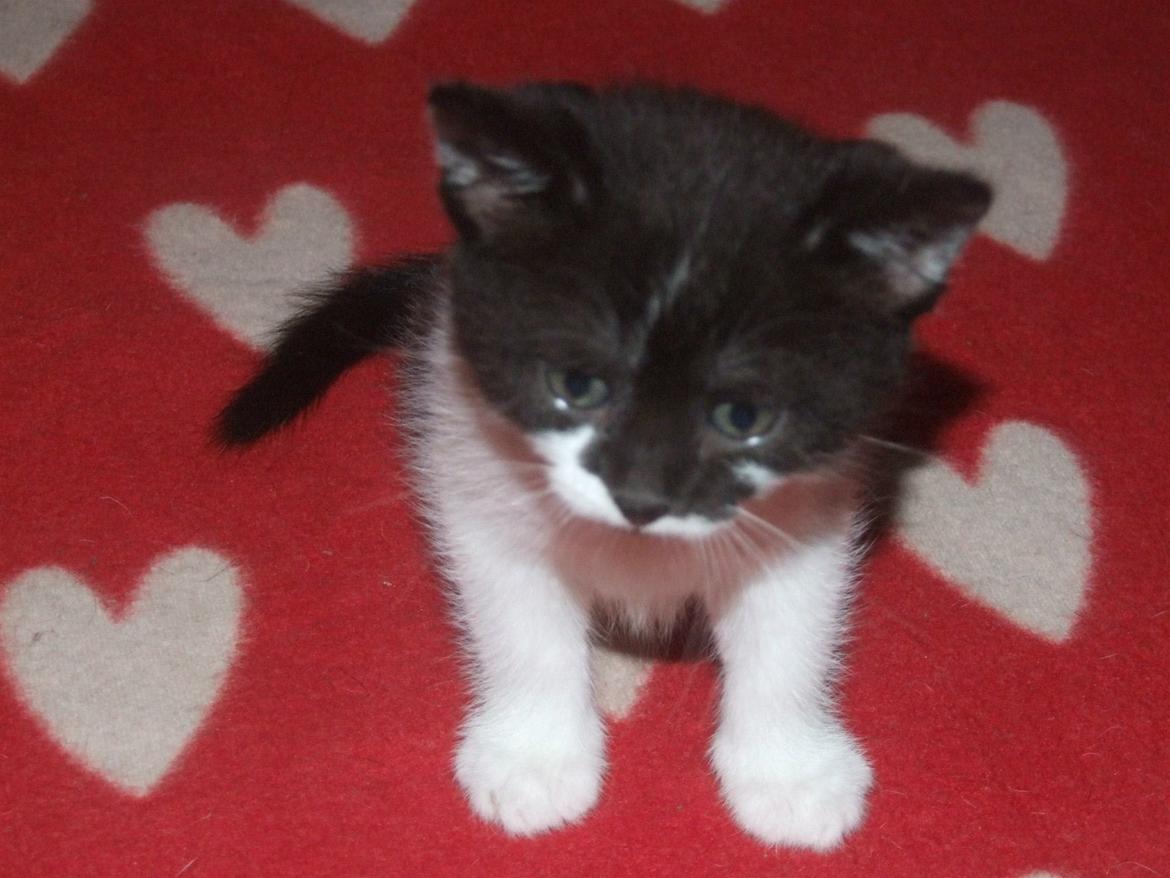 Huskat Kraka billede 3