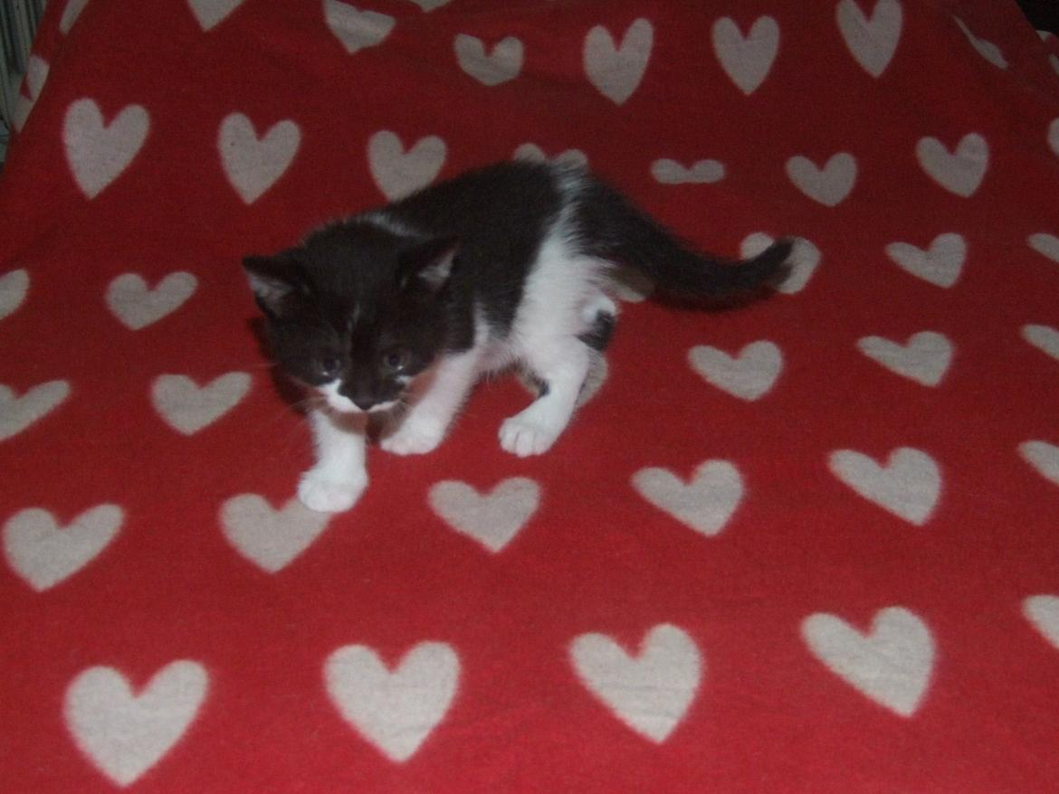 Huskat Kraka billede 2