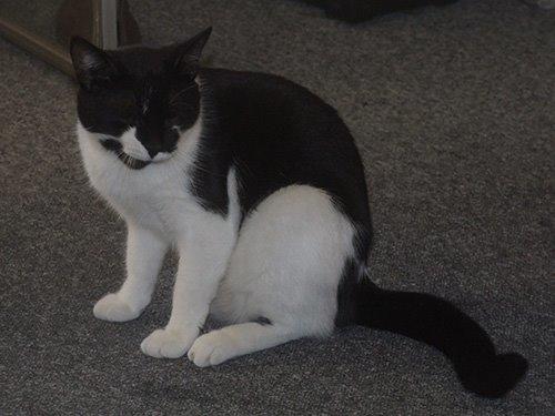 Huskat Kraka billede 4