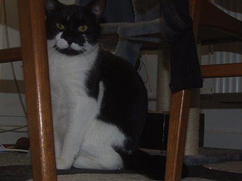 Huskat Kraka billede 5