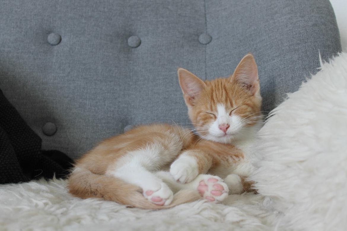 Blanding af racer Ludvig billede 5