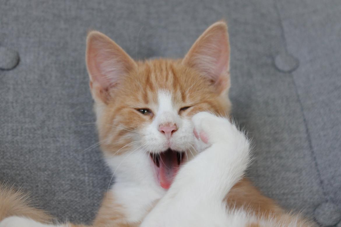 Blanding af racer Ludvig billede 2