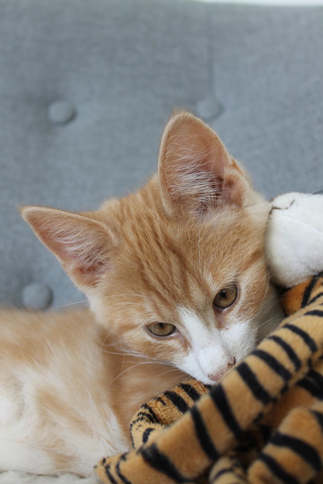 Blanding af racer Ludvig billede 12