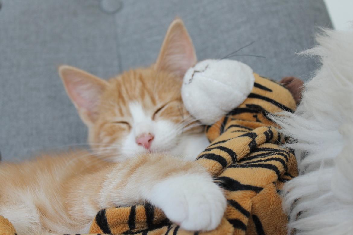 Blanding af racer Ludvig billede 7