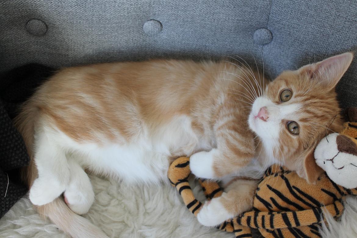 Blanding af racer Ludvig billede 10