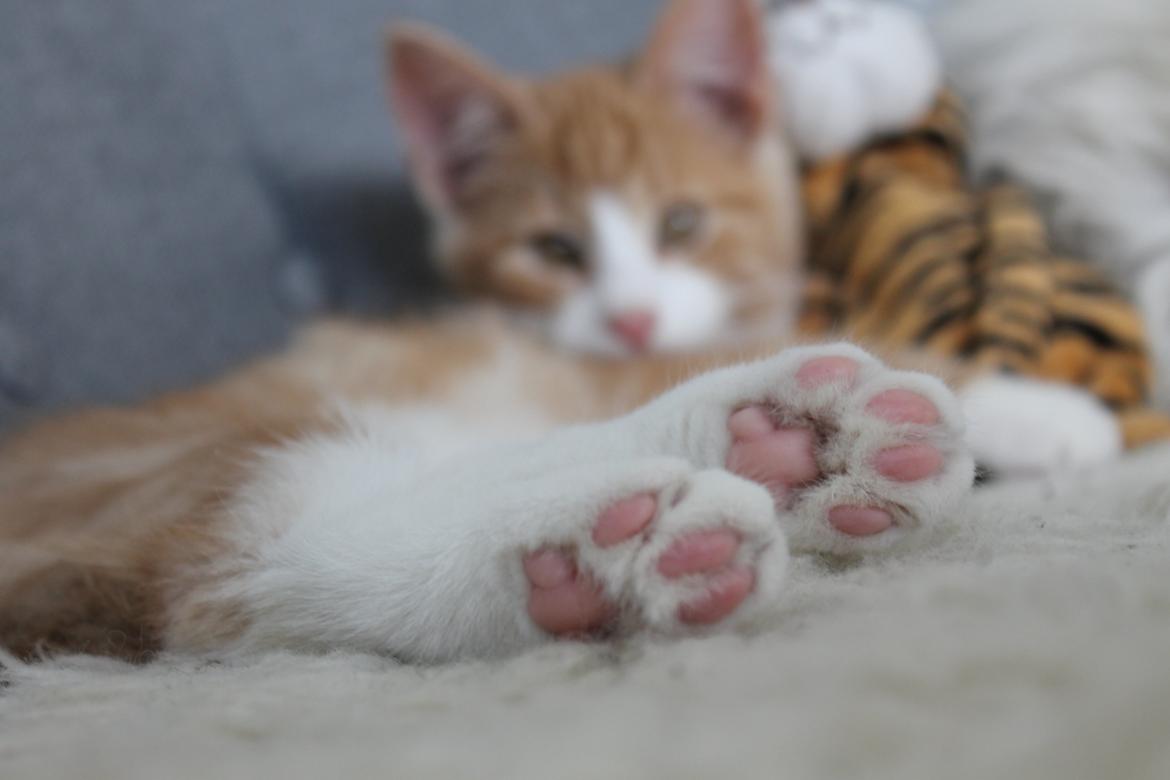 Blanding af racer Ludvig billede 18