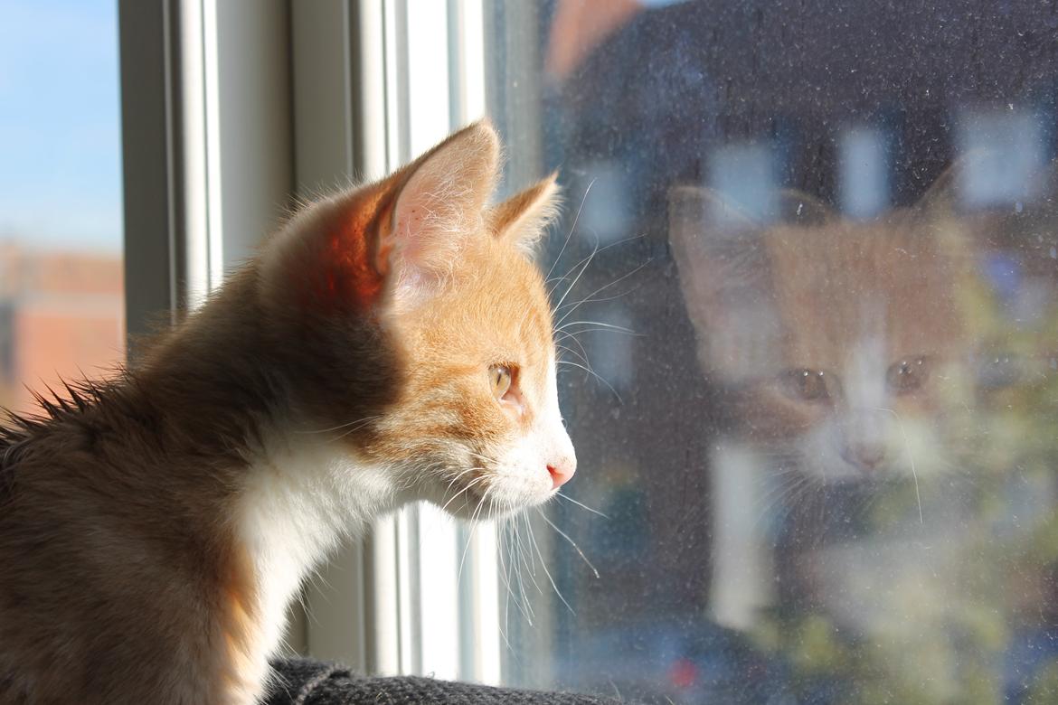 Blanding af racer Ludvig billede 13