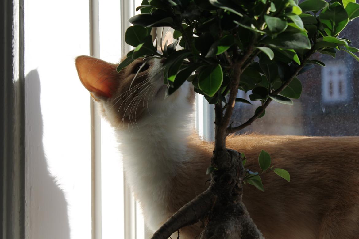 Blanding af racer Ludvig billede 14