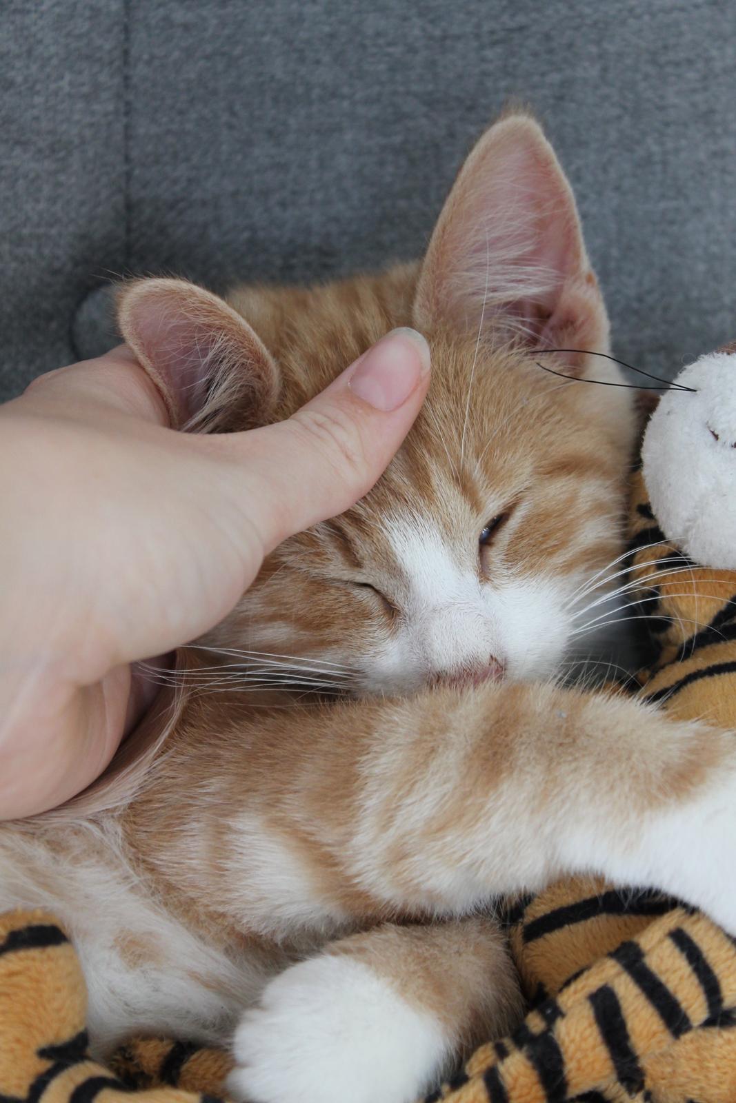 Blanding af racer Ludvig billede 11