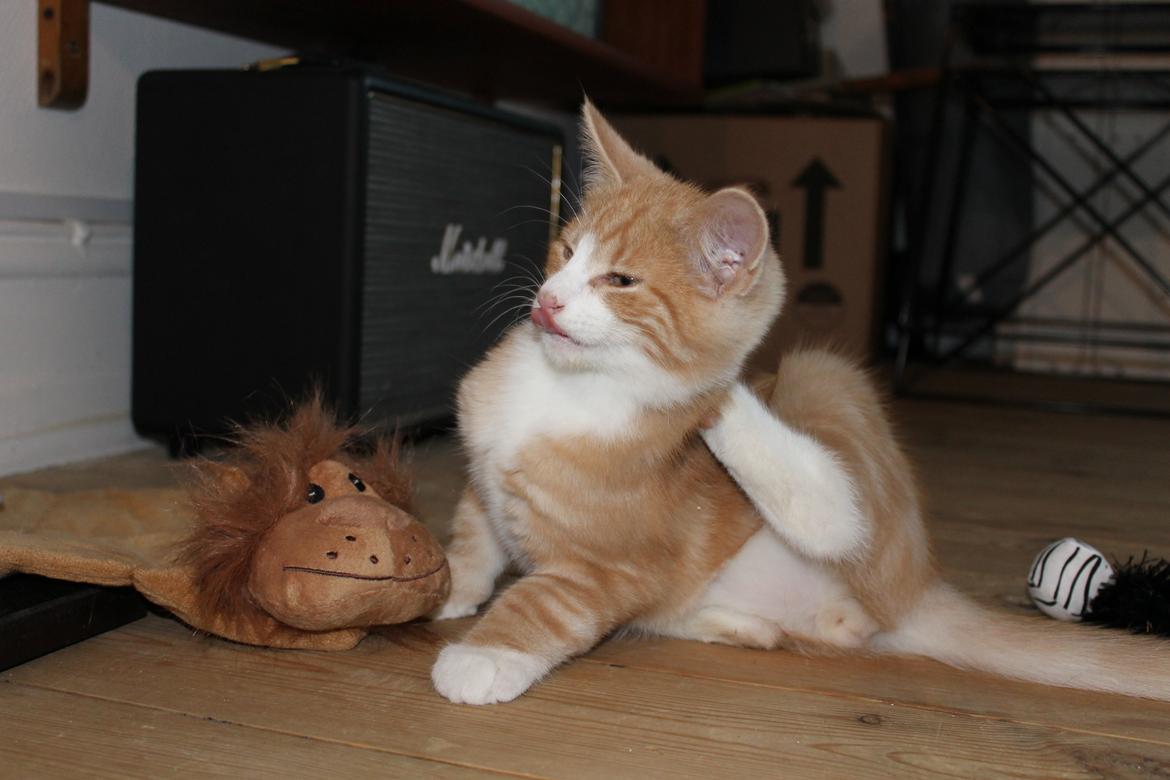 Blanding af racer Ludvig billede 3