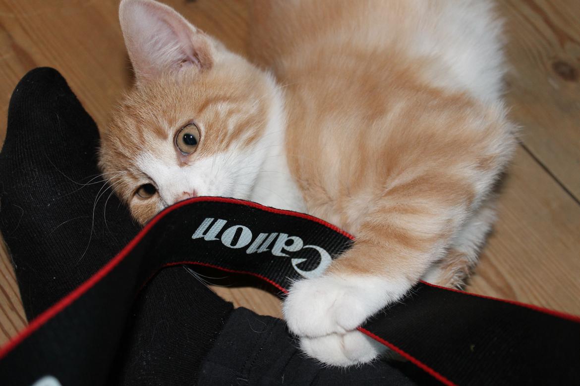 Blanding af racer Ludvig billede 15