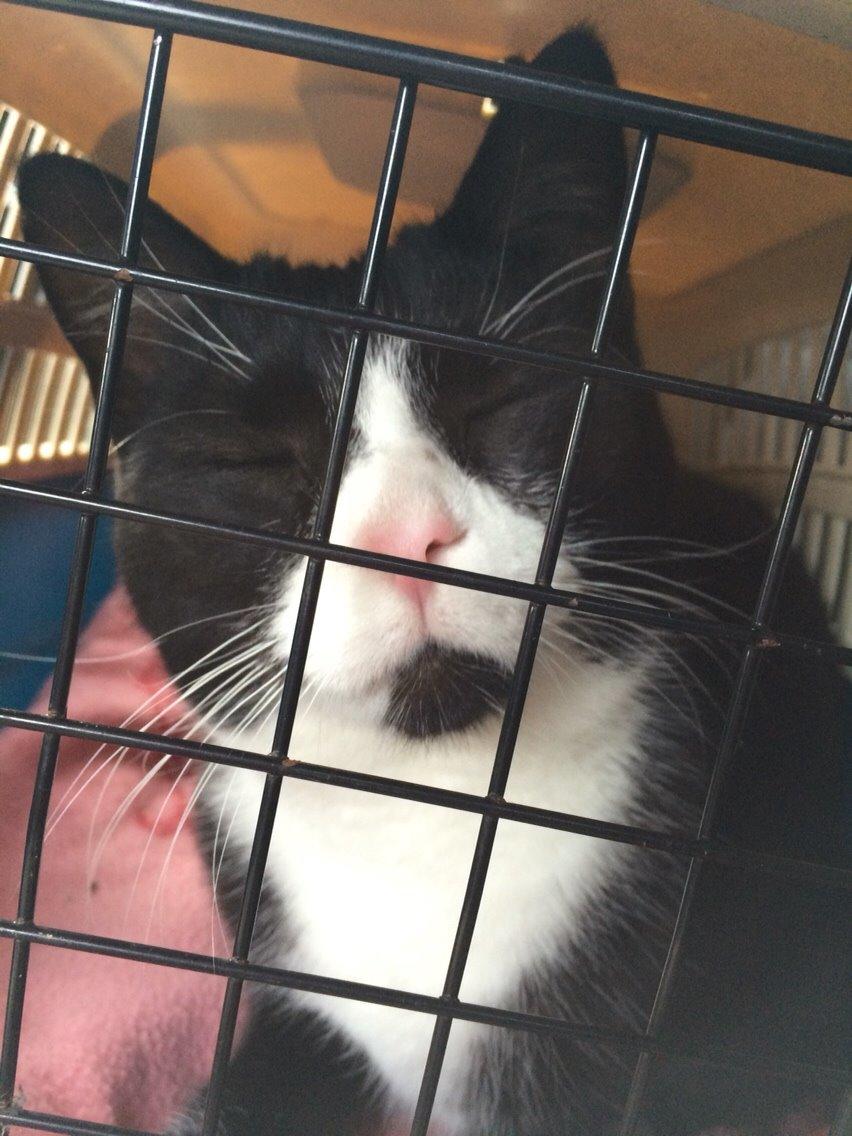 Huskat August (*Forsvundet*) - <3 CUTTTEEE<3 billede 24