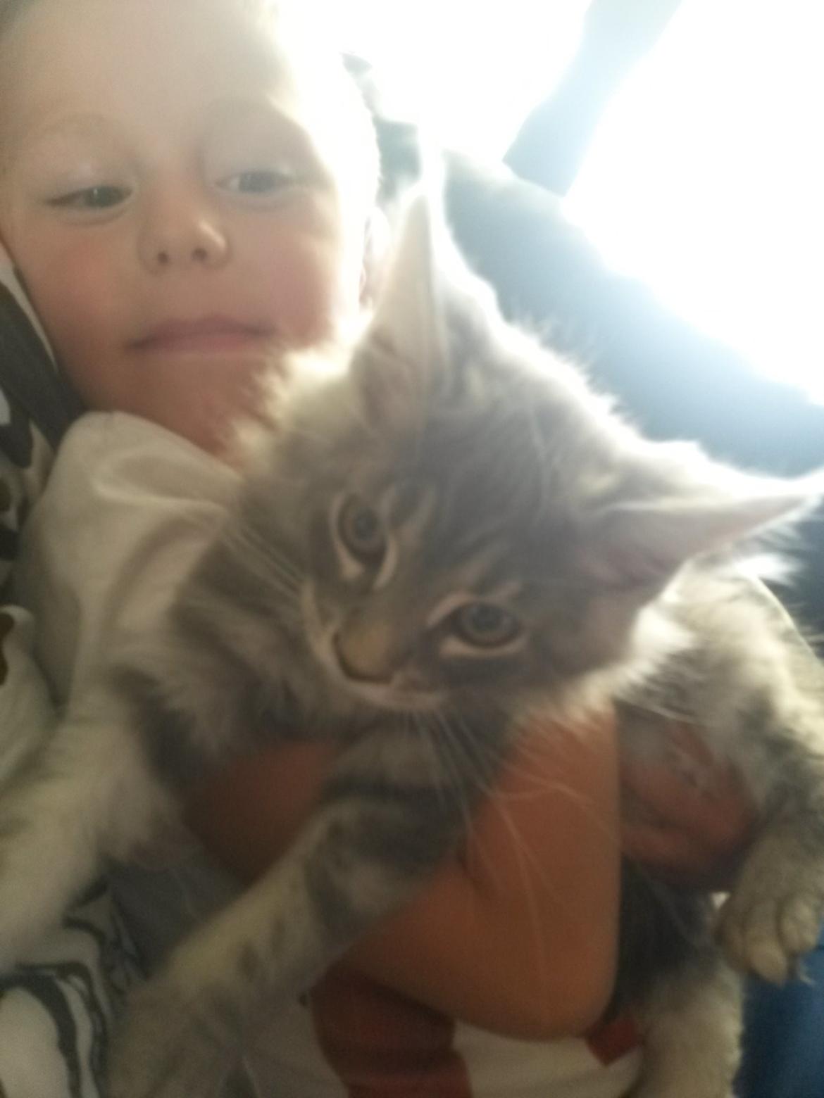 Maine Coon Bounty (DK Nanice Charlie) billede 8