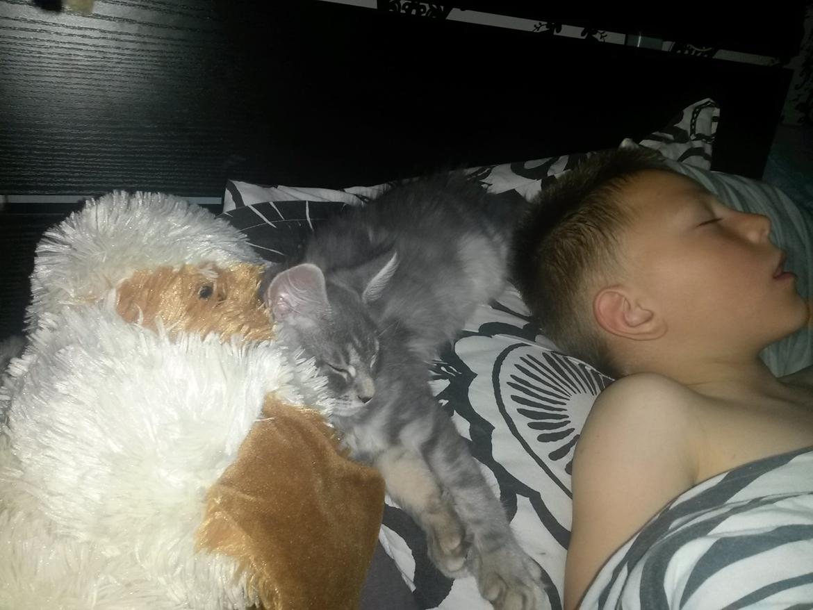 Maine Coon Bounty (DK Nanice Charlie) billede 23